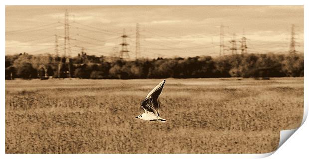 Gliding Gull Print by Louise Godwin