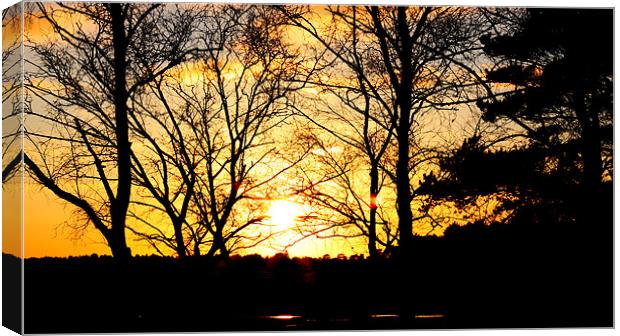New Forest Sun Canvas Print by Louise Godwin
