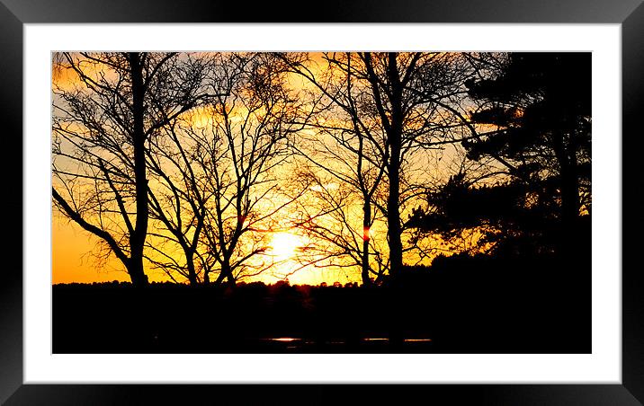 New Forest Sun Framed Mounted Print by Louise Godwin