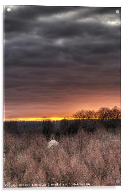 Forest Sunrise Acrylic by David Tinsley