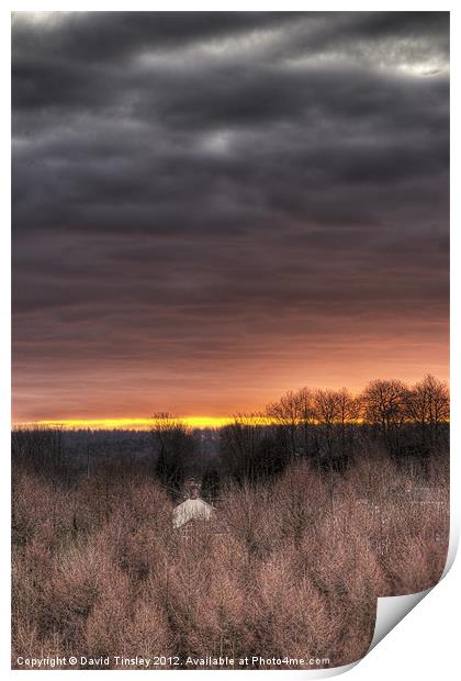 Forest Sunrise Print by David Tinsley
