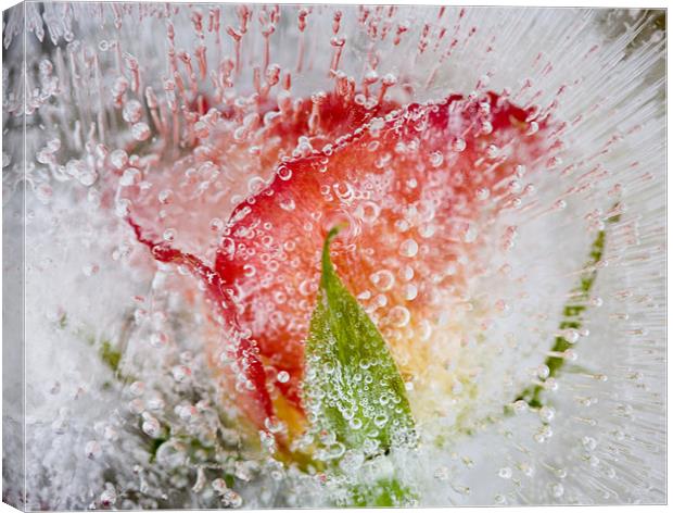 Ice Rose Canvas Print by Brian Haslam