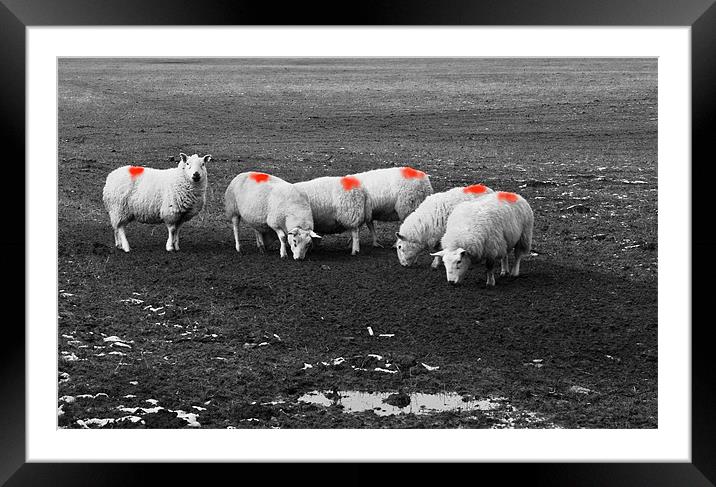 That Ram Has Been At It Again! Framed Mounted Print by Jacqi Elmslie