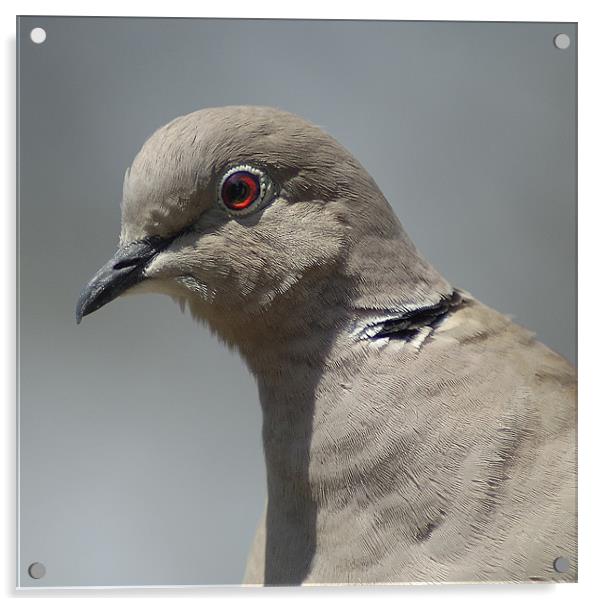Collared Dove Acrylic by Derek Vines