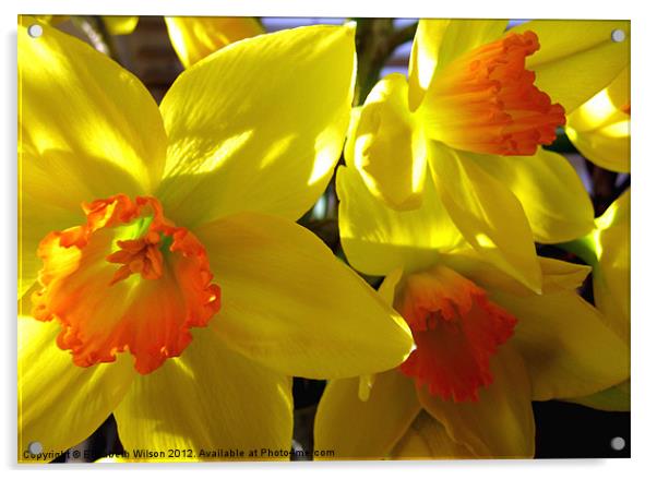 Daffodils Acrylic by Elizabeth Wilson-Stephen