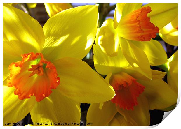 Daffodils Print by Elizabeth Wilson-Stephen