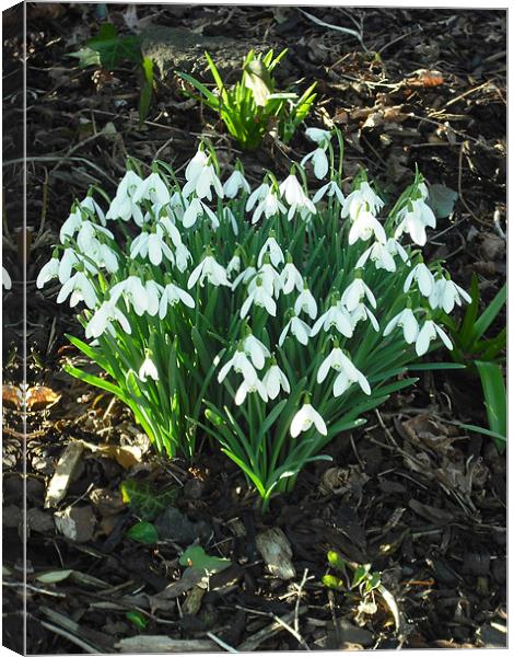 White Beauty! Canvas Print by Eleanor McCabe