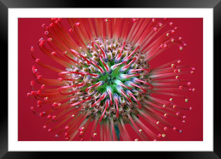 Protea Framed Mounted Print by Brian Haslam