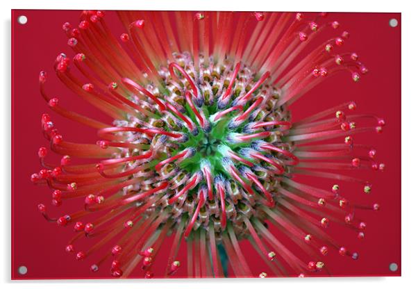 Protea Acrylic by Brian Haslam