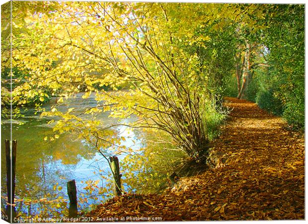 Autumn Pathway Canvas Print by Anthony Hedger