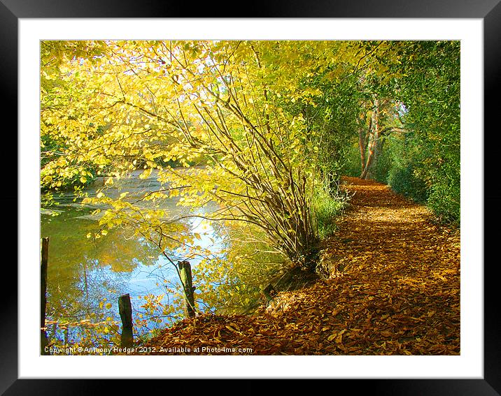 Autumn Pathway Framed Mounted Print by Anthony Hedger
