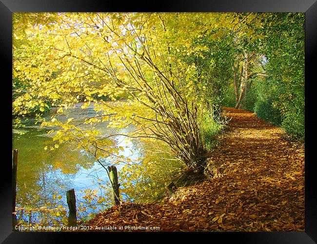Autumn Pathway Framed Print by Anthony Hedger