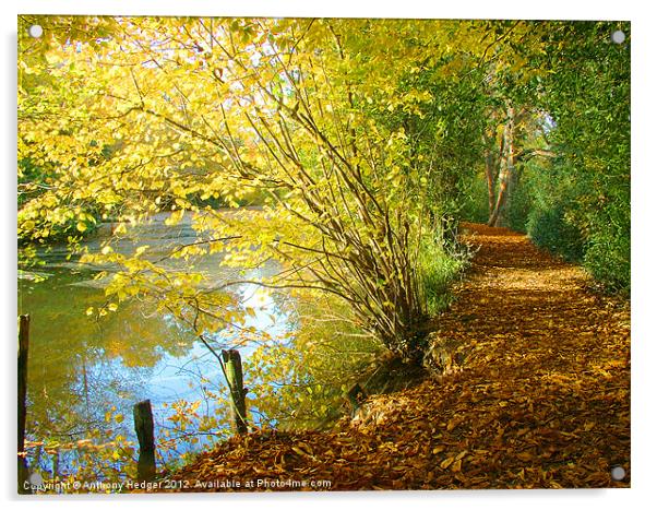 Autumn Pathway Acrylic by Anthony Hedger