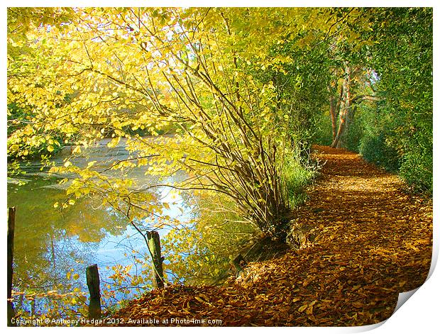 Autumn Pathway Print by Anthony Hedger