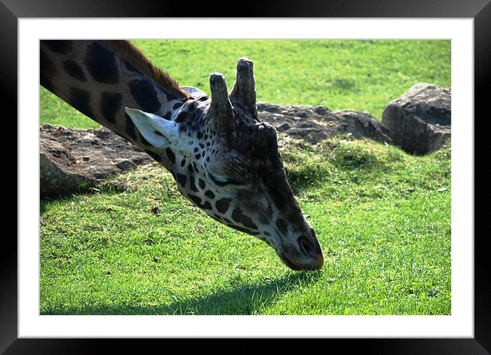Giraffe Framed Mounted Print by Alex Hughes