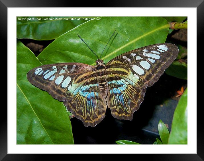 Butterfly Framed Mounted Print by Sean Foreman