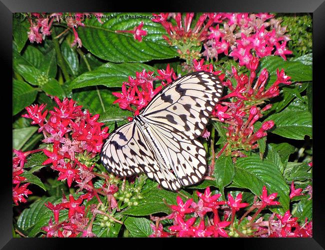 Butterfly on Pink Flowers Framed Print by Sean Foreman
