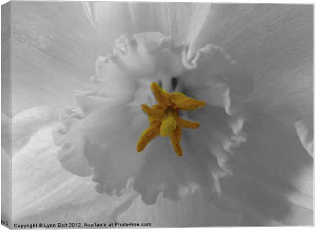 Close-Up of a Daffodil Canvas Print by Lynn Bolt