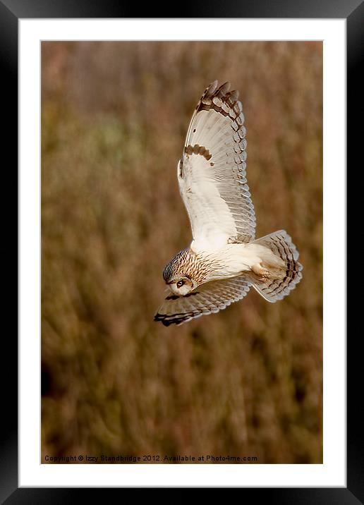 Owl hovering Framed Mounted Print by Izzy Standbridge