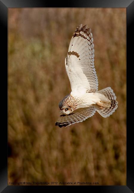 Owl hovering Framed Print by Izzy Standbridge