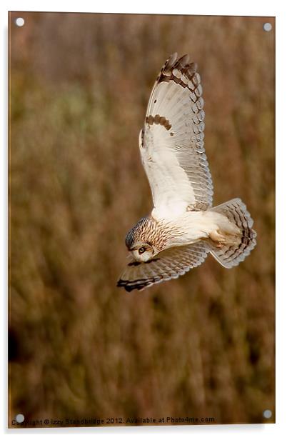 Owl hovering Acrylic by Izzy Standbridge