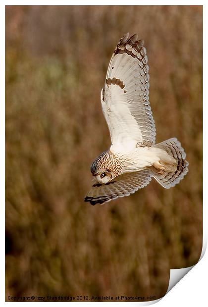 Owl hovering Print by Izzy Standbridge