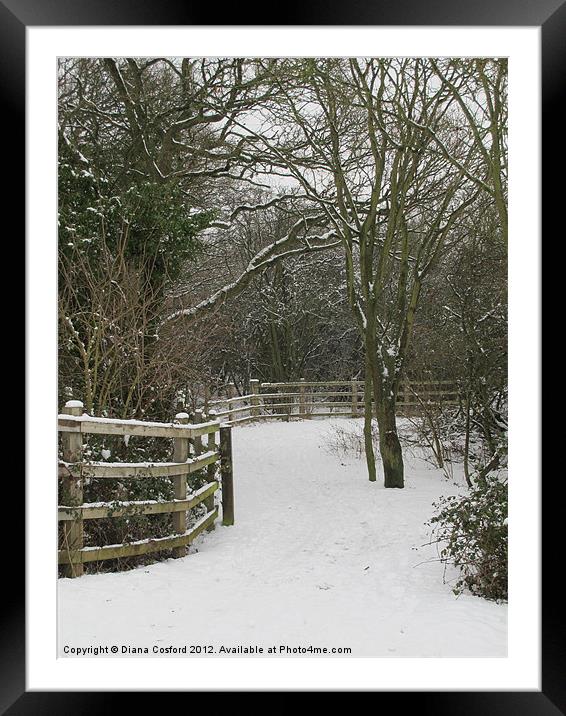 Walk in Cranfield Woods, Bedfordshire Framed Mounted Print by DEE- Diana Cosford