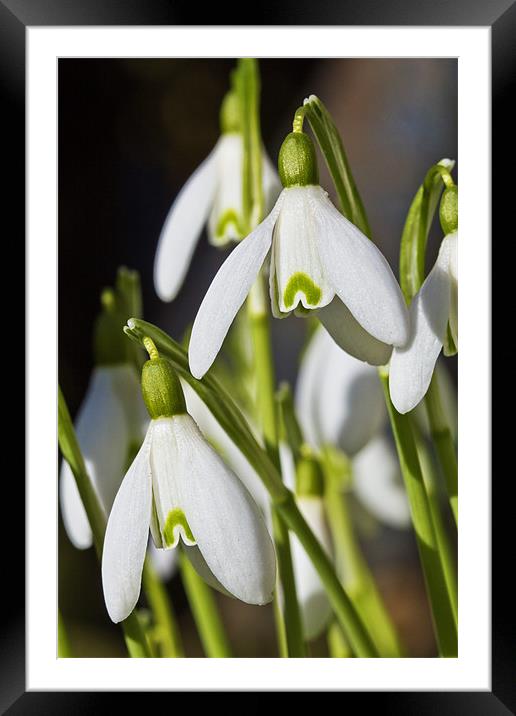 Snowdrops Framed Mounted Print by Kevin Tate