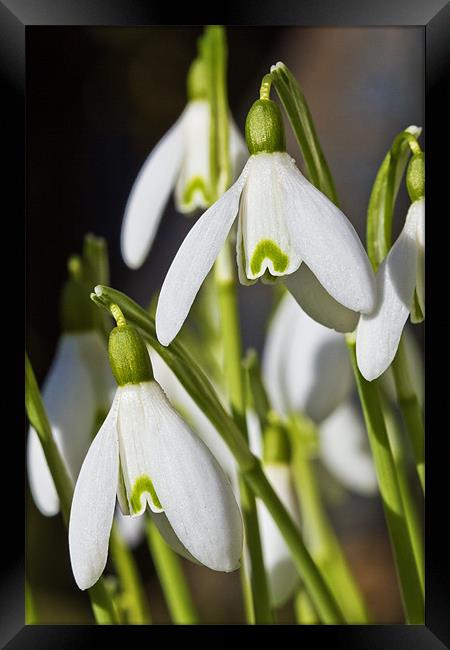 Snowdrops Framed Print by Kevin Tate