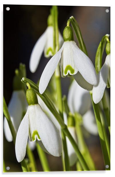 Snowdrops Acrylic by Kevin Tate