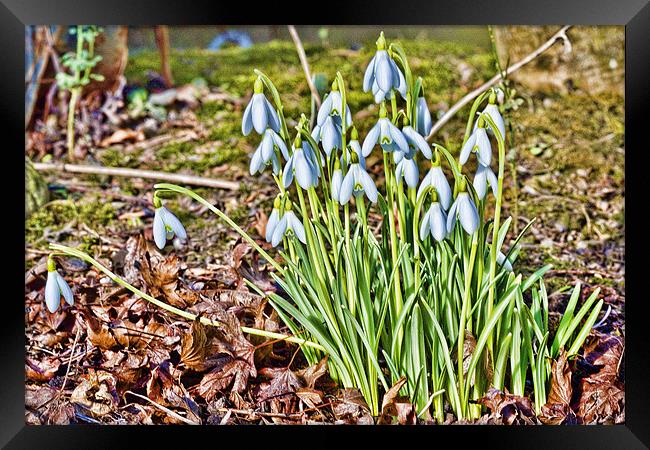 Snowdrops Framed Print by Kevin Tate