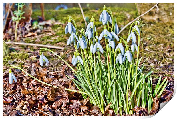 Snowdrops Print by Kevin Tate
