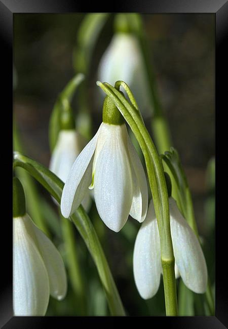 Snowdrops Framed Print by Kevin Tate