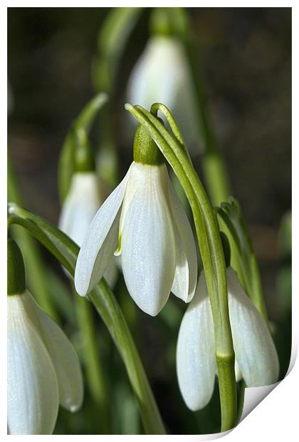 Snowdrops Print by Kevin Tate