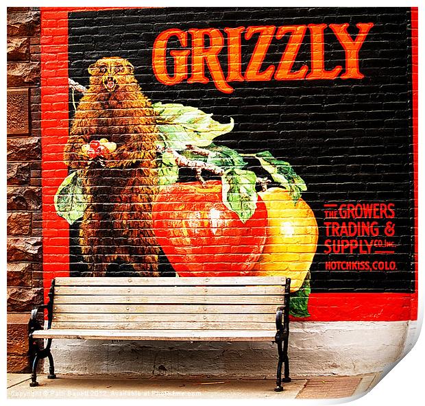 Grizzley Bear Park Bench Print by Patti Barrett