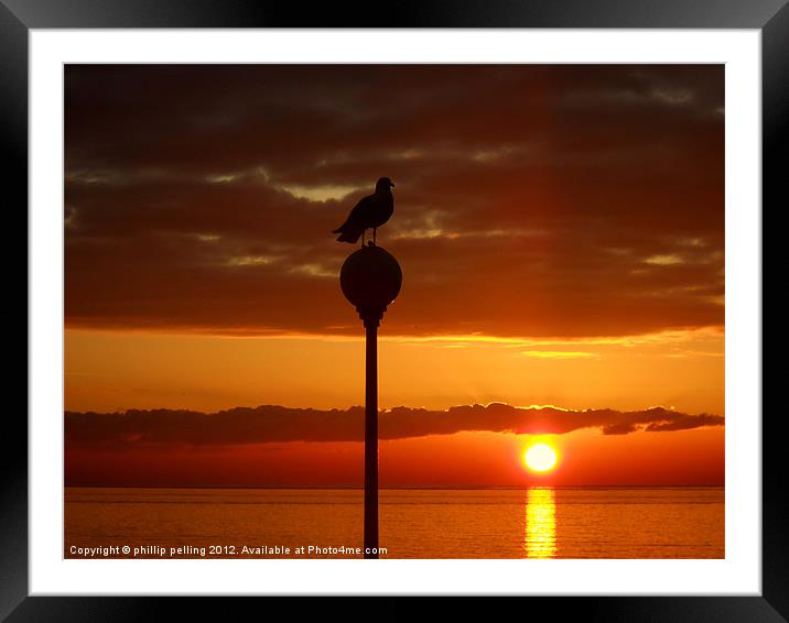 Seagull Sunrise Framed Mounted Print by camera man