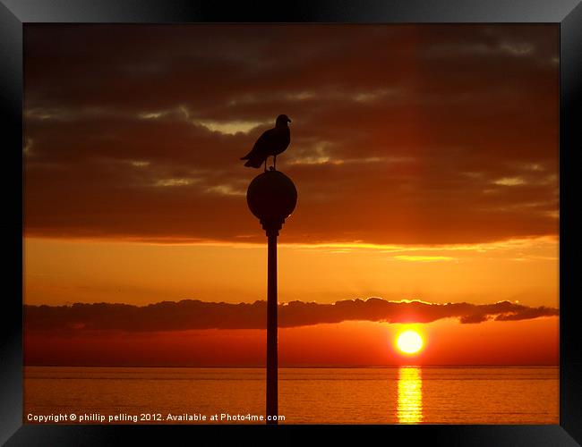 Seagull Sunrise Framed Print by camera man