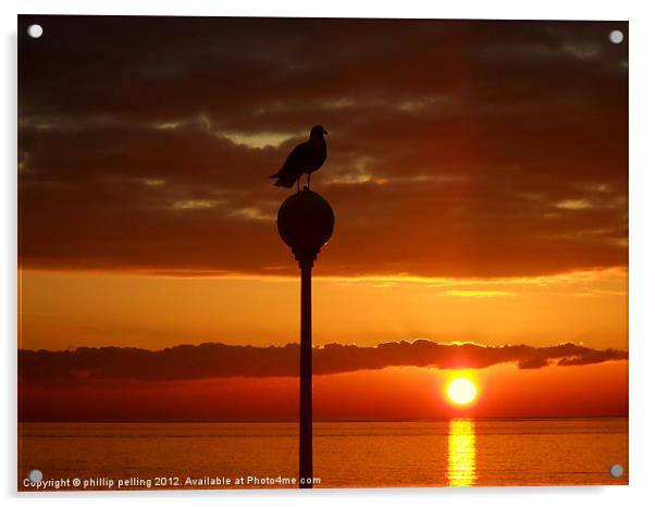 Seagull Sunrise Acrylic by camera man