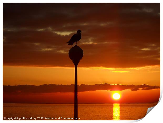 Seagull Sunrise Print by camera man