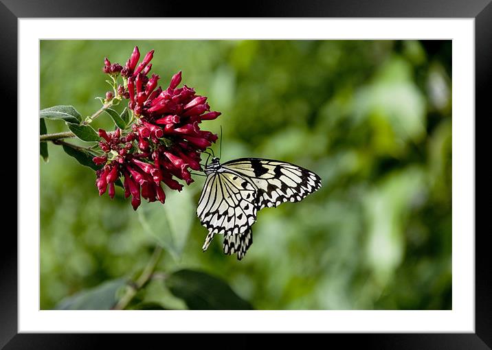 swallow tail Framed Mounted Print by mark page