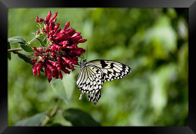 swallow tail Framed Print by mark page
