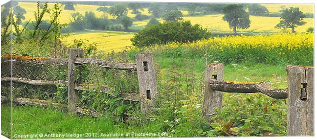Fields of gold Canvas Print by Anthony Hedger