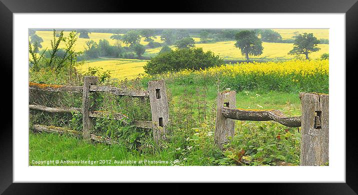 Fields of gold Framed Mounted Print by Anthony Hedger