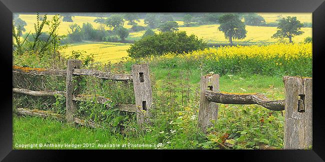 Fields of gold Framed Print by Anthony Hedger
