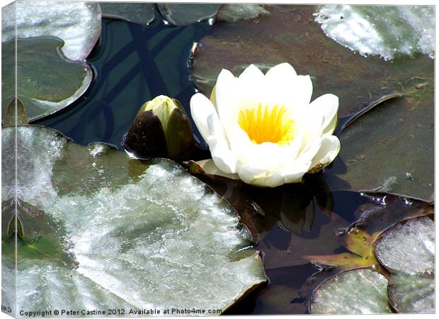 Water Lily Canvas Print by Peter Castine