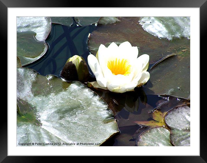 Water Lily Framed Mounted Print by Peter Castine