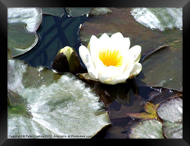 Water Lily Framed Print by Peter Castine