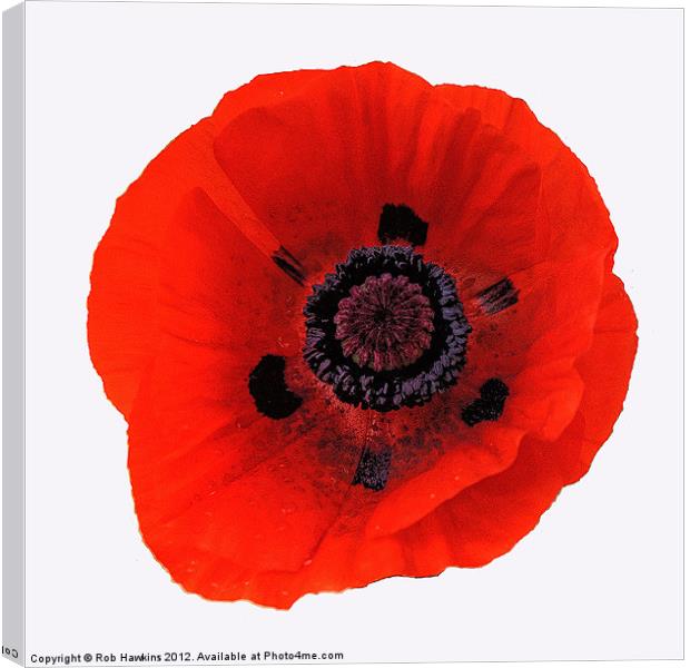 The Red Poppy Canvas Print by Rob Hawkins