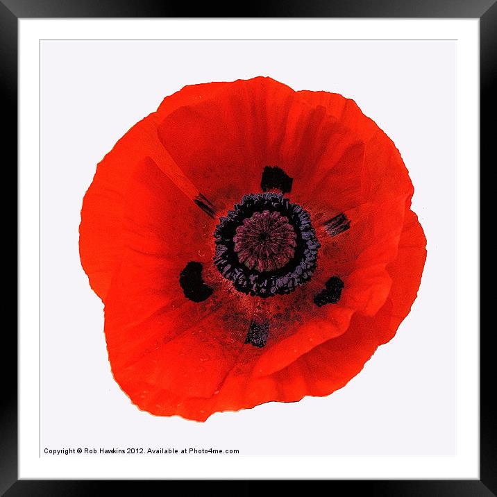 The Red Poppy Framed Mounted Print by Rob Hawkins