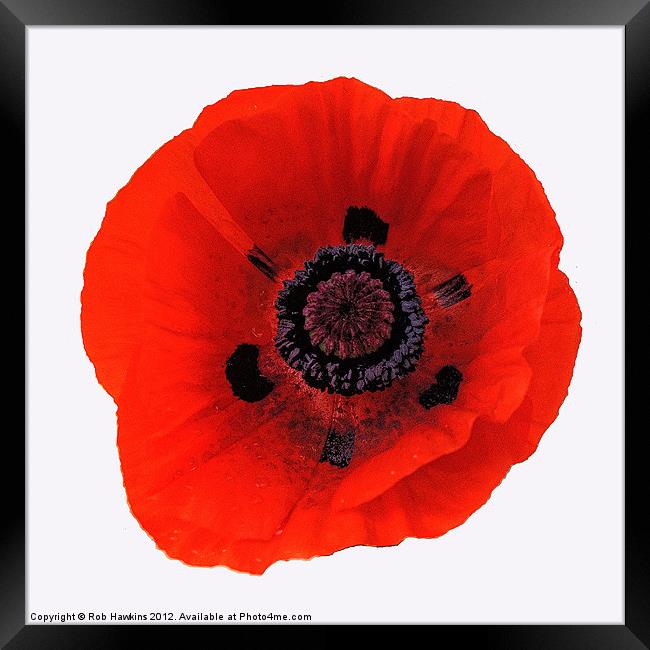 The Red Poppy Framed Print by Rob Hawkins